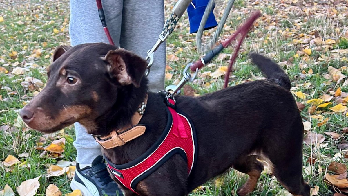 Linda una mini que necesita salir de la Protectora.