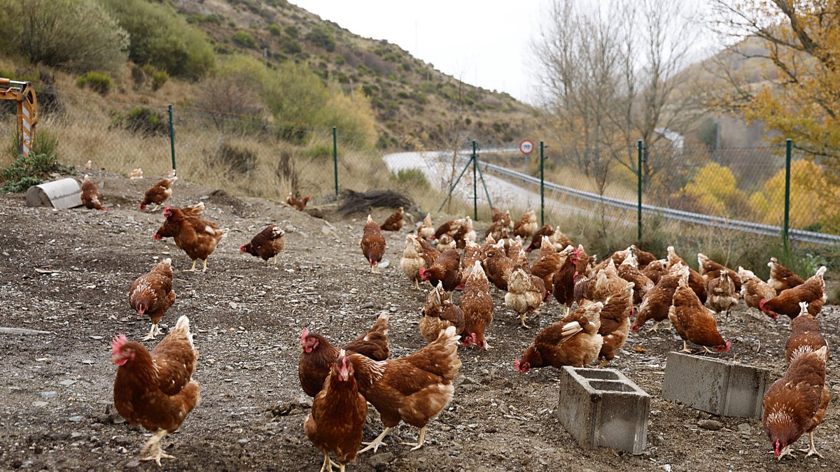Gallinas en una explotación de la comarca leonesa de Omaña.