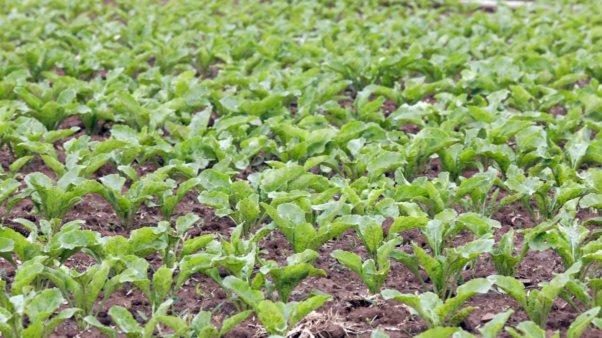 Tierras de cultivo de remolacha.