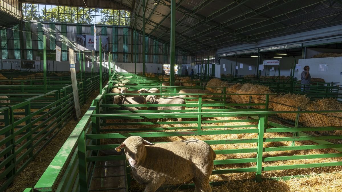 Ovejas en una feria ganadera celebrada en Extremadura.