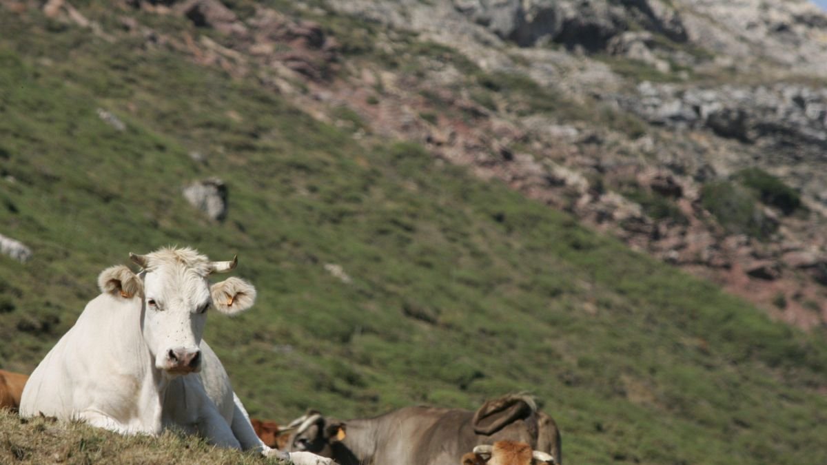 Amacyl denuncia la falta de relevo generacional y los problemas burocráticos del sector ganadero.