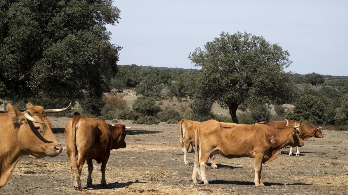 Ganado vacuno en una finca de Salamanca.