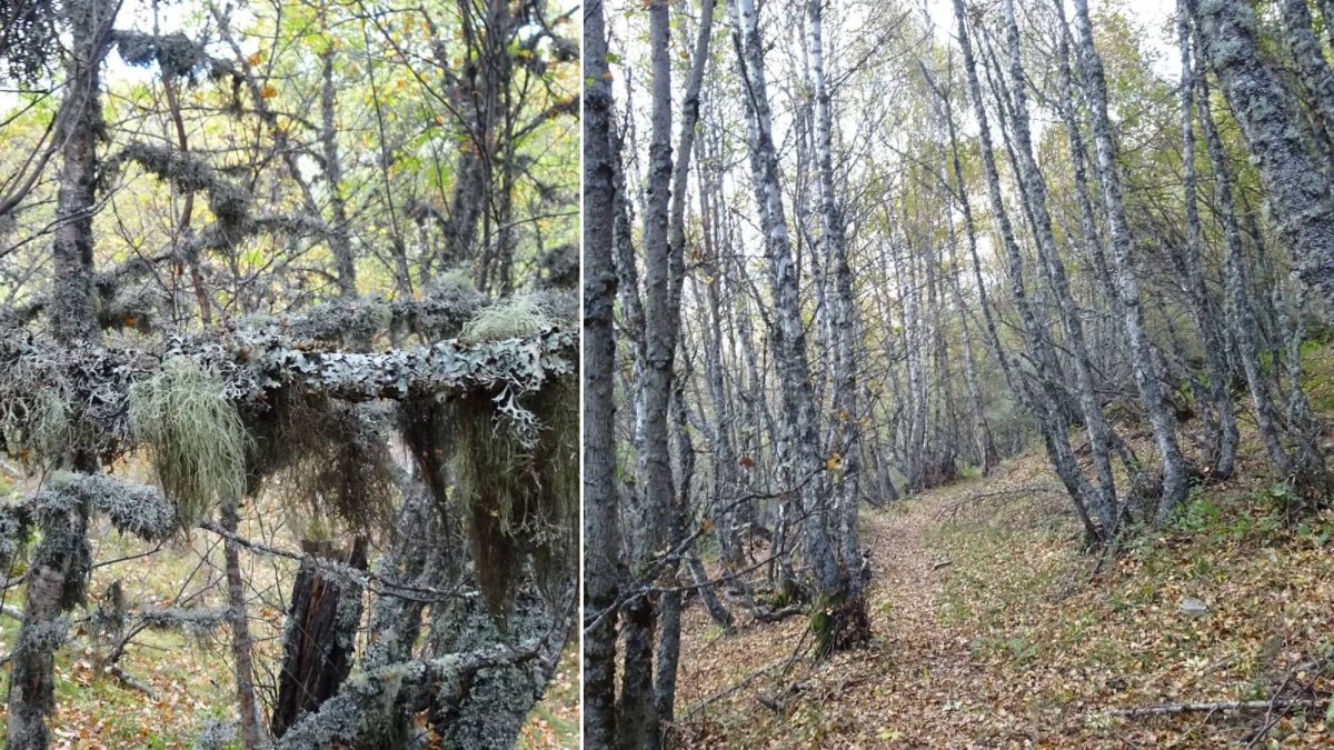 El Abedular de Montrondo, entre líquenes y cortezas blanquecinas, ofrece una atmósfera intacta de bosque húmedo y silencioso.