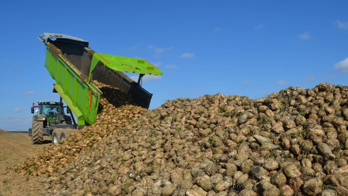Remolacha recogida en la provincia de León.