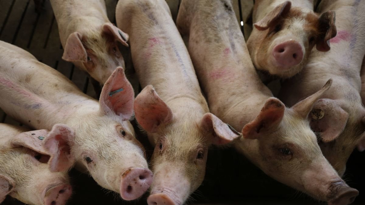 La provincia leonesa tiene alrededor de 90 explotaciones de porcino.