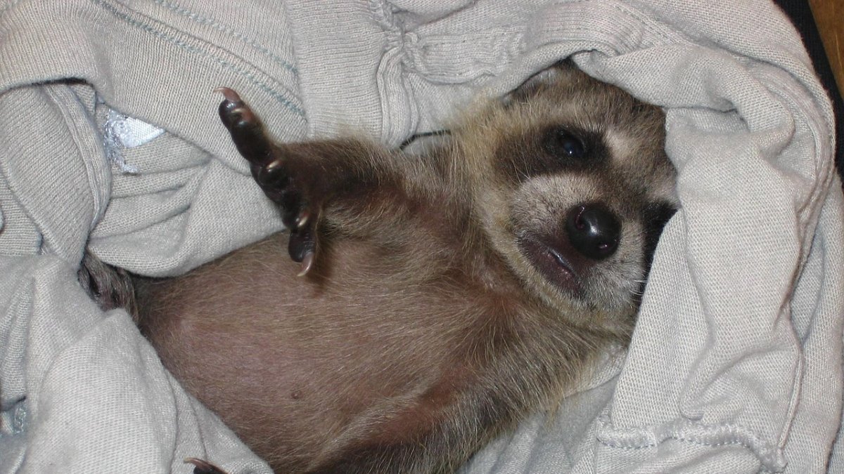 Un mapache en una imagen de archivo.