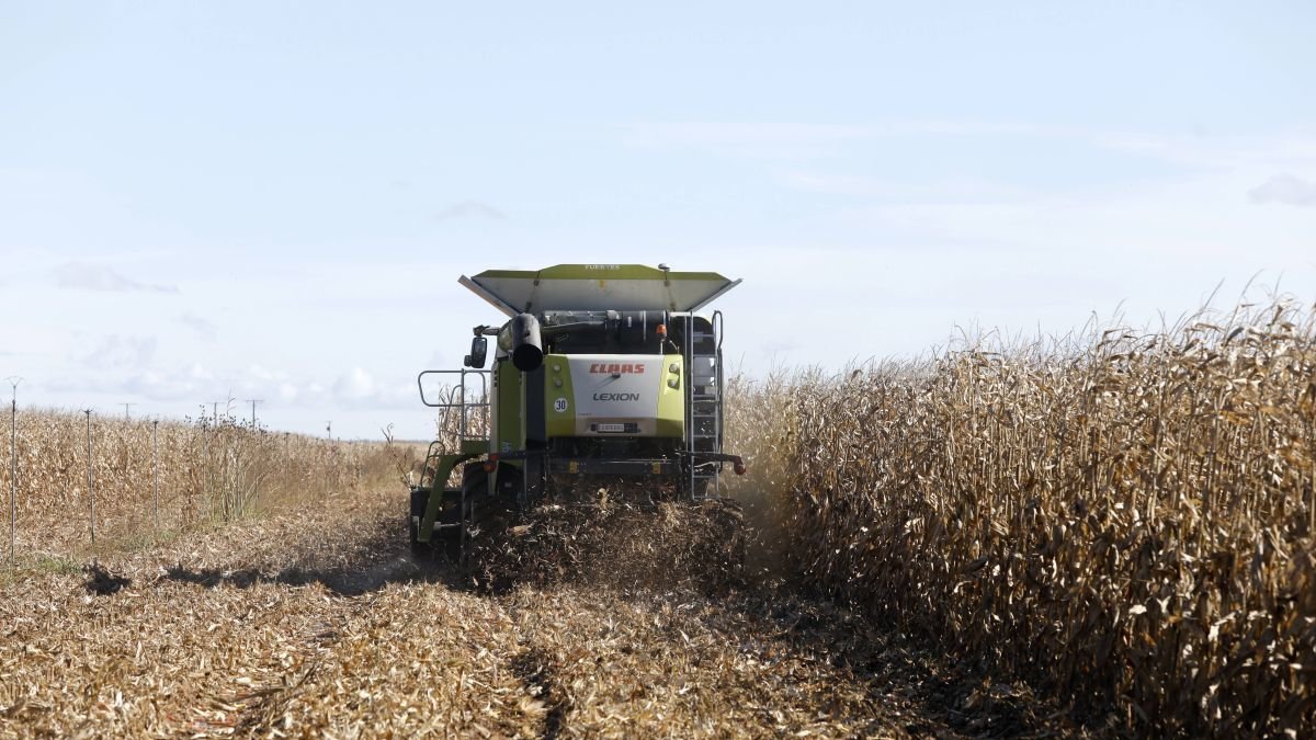 Cosecha de cereal en Villaestrigo.