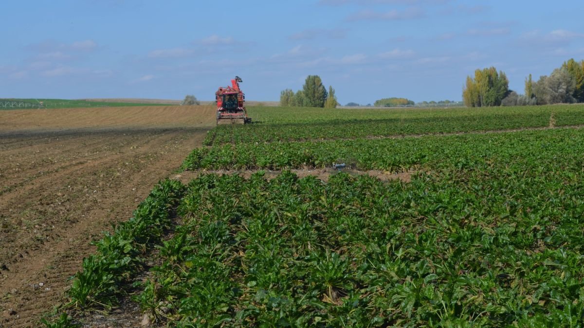 Finca de remolacha en León.