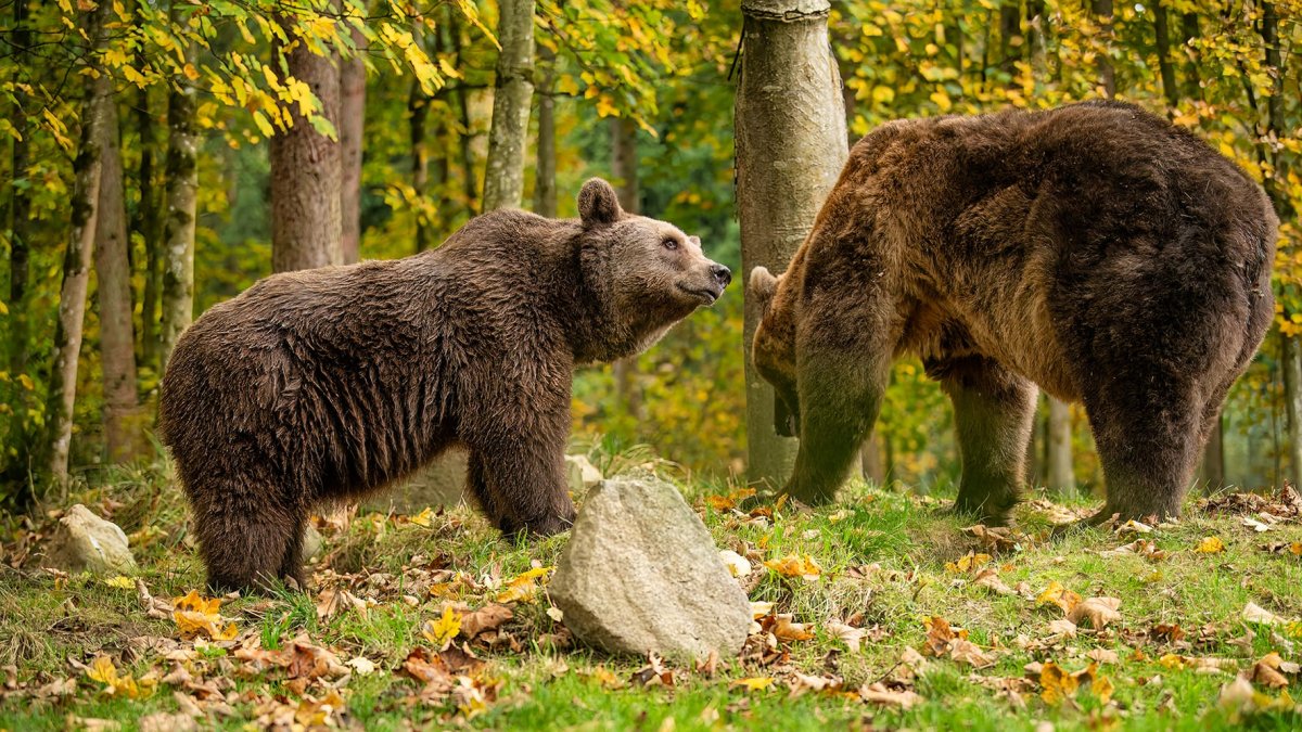 Luna y Ponderoso en el bosque del santuario de Bad Füssing, en Alemania, donde viven desde el 30 de julio.