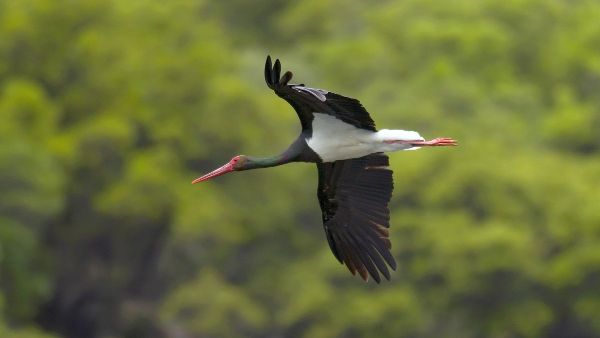 Ejemplar de cigüeña negra.