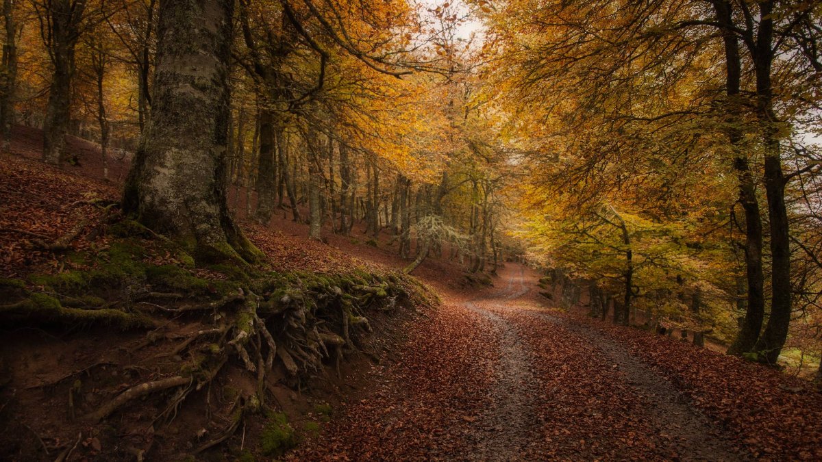 El Hayedo de Cuesta Fría, Patrimonio Mundial, ofrece rutas inmersivas bajo un dosel de hayas que en otoño se tiñe de oro y óxido.