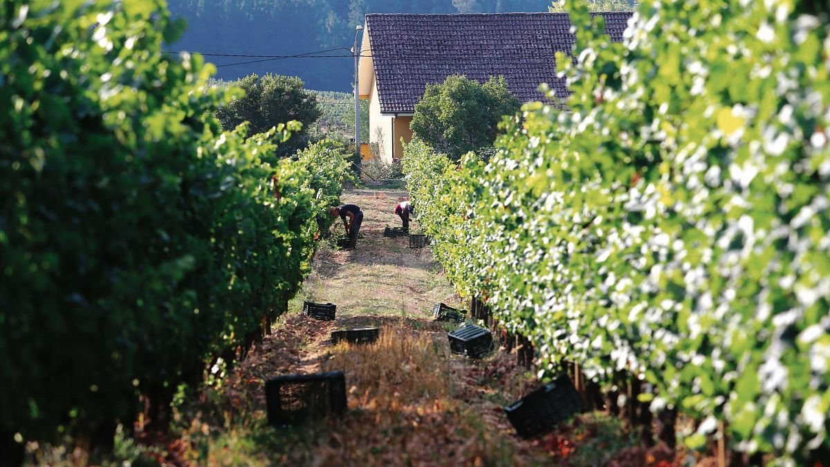 Un viñedo durante la época de vendimia en el Bierzo.