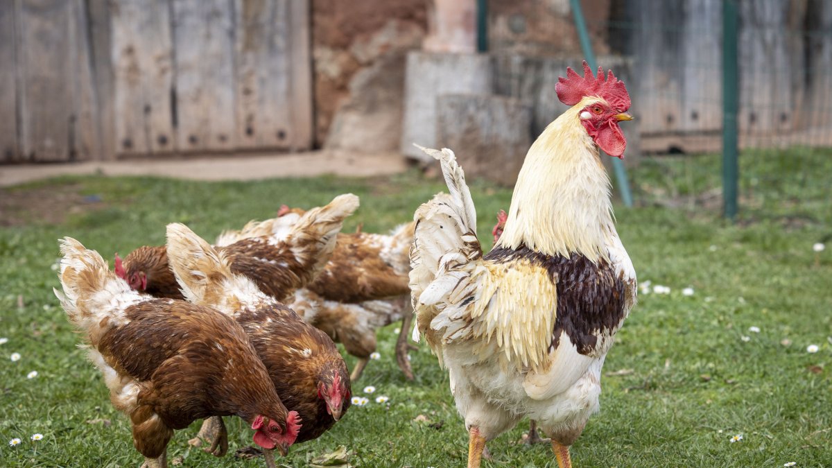 Una granja avícola.