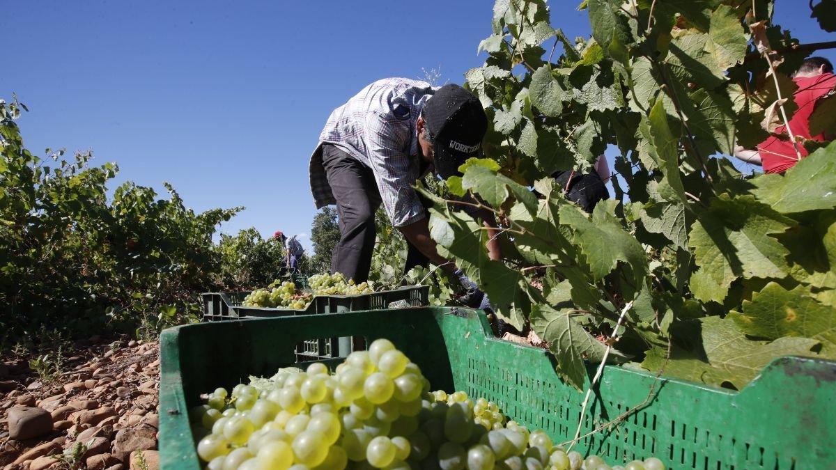 Vendimia en un viñedo de la variedad Albarín.