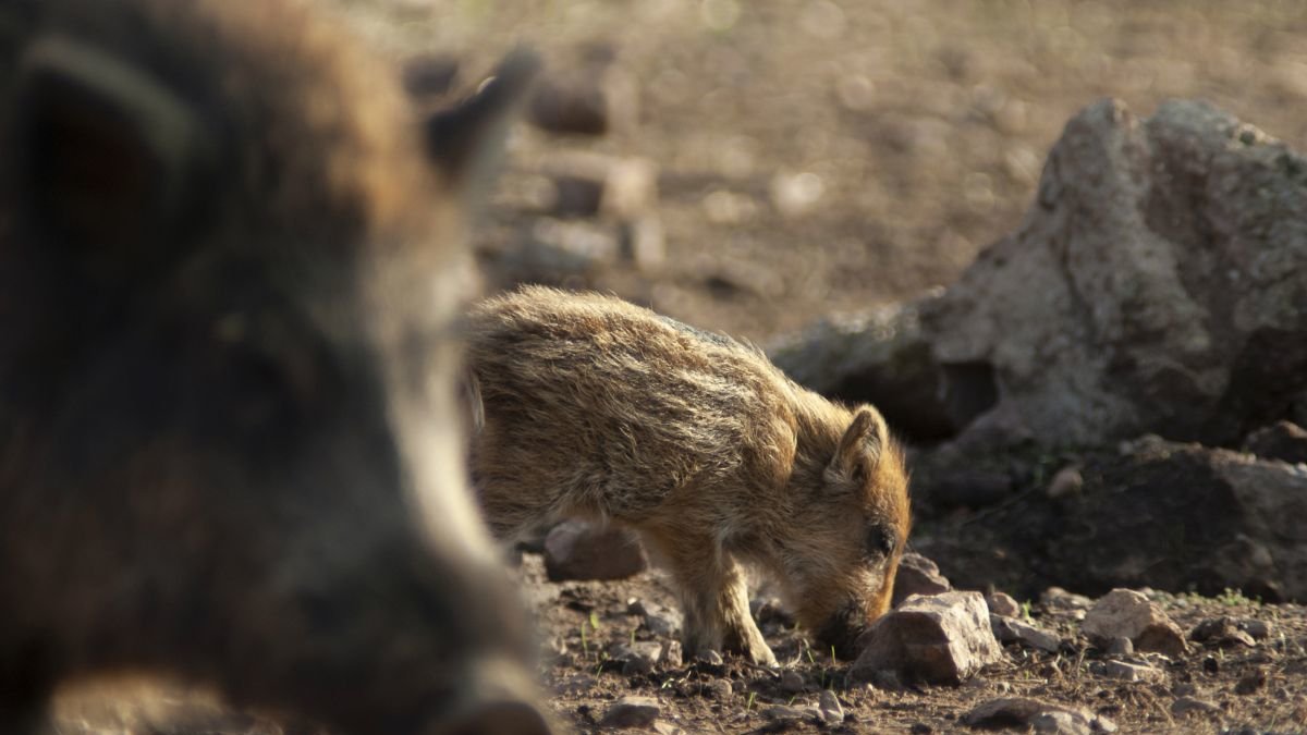 El ámbito de aplicación de la emergencia cinegética será todo el territorio de Castilla y León.