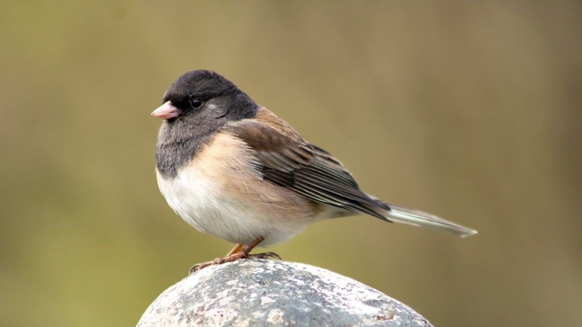 El covid afectó a la morfología de algunos pájaros.