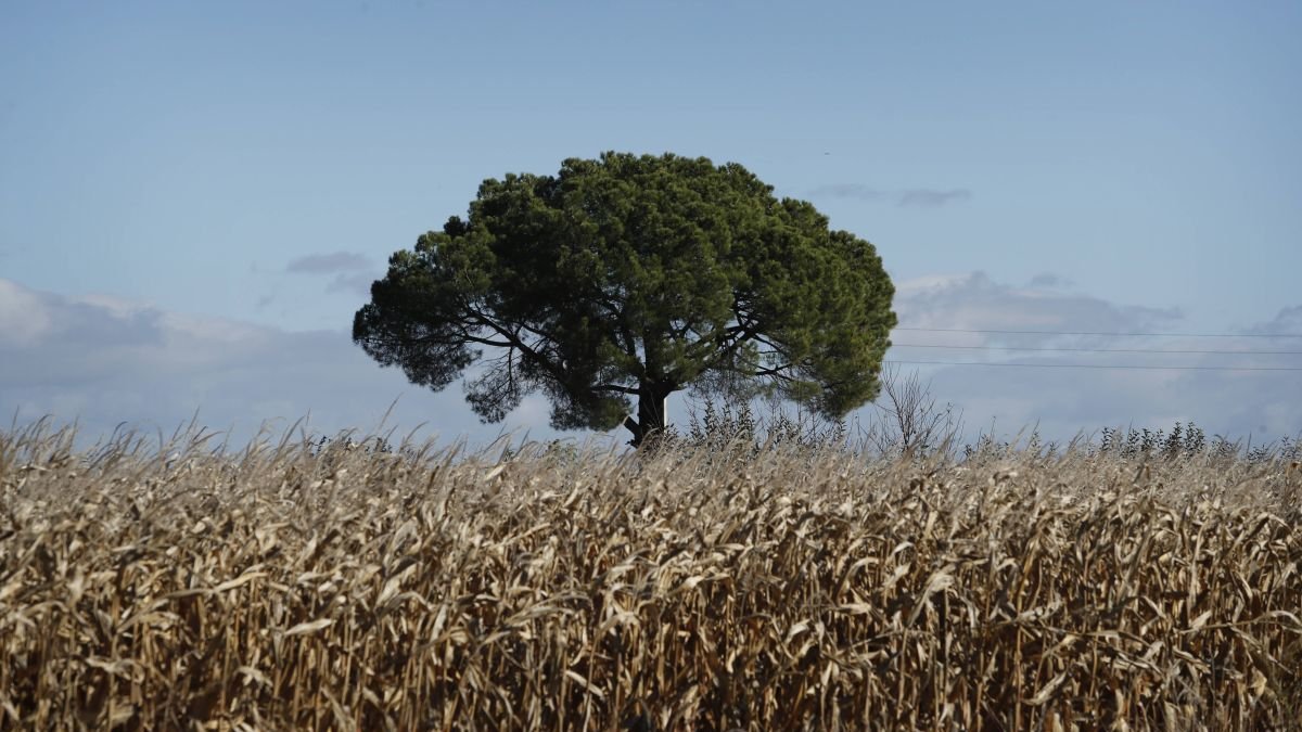 Campo de cereal en Bercianos del Páramo.