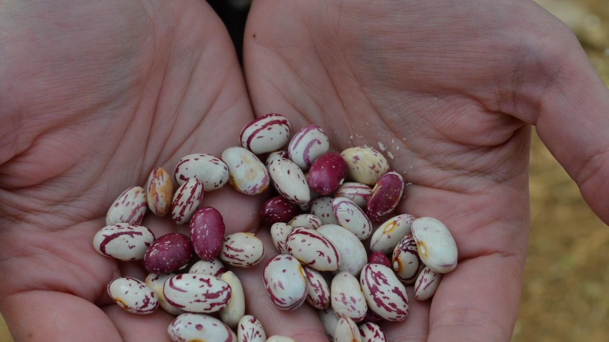 Alubias de una explotación de Villarrín del Páramo, en León.