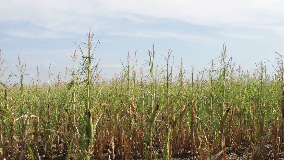 Finca de maíz dañada por el pedrisco en Santa María del Páramo.