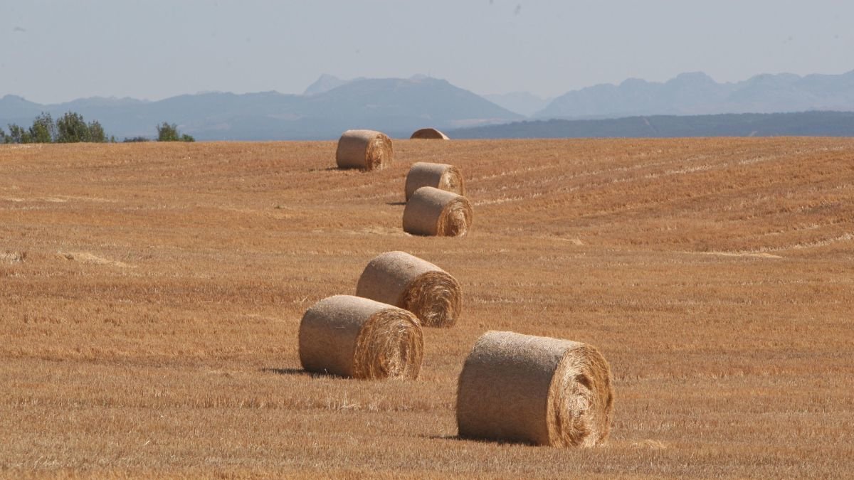 UPA y Coag denuncian tres campañas seguidas de pérdidas en el cereal de Castilla y León.