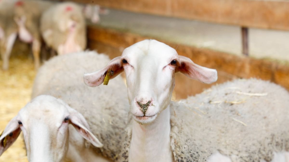 El precio de los corderos ha subido cinco euros.