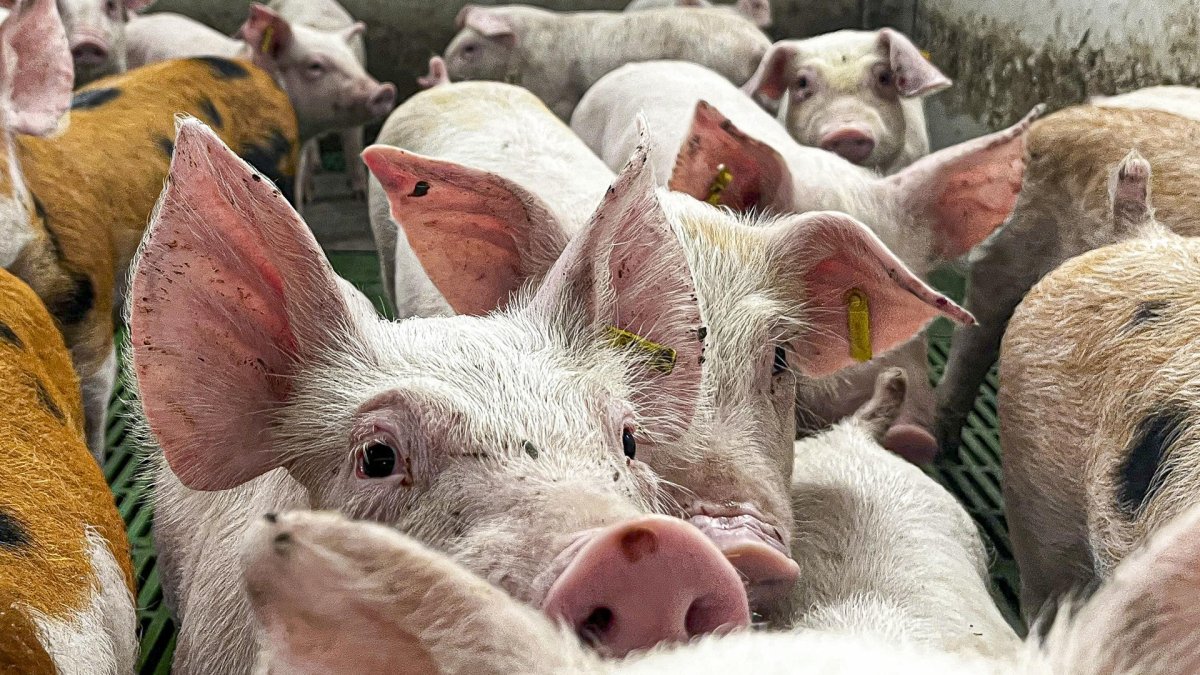 Piara de cerdos en una granja de Zaragoza. EFE/JAVIER BELVER.