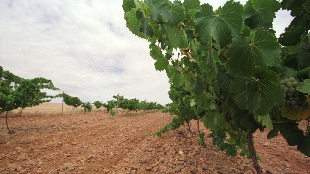 Un viñedo en Gordoncillo, una de las zonas tradicionalmente vitivinícolas de la provincia.
