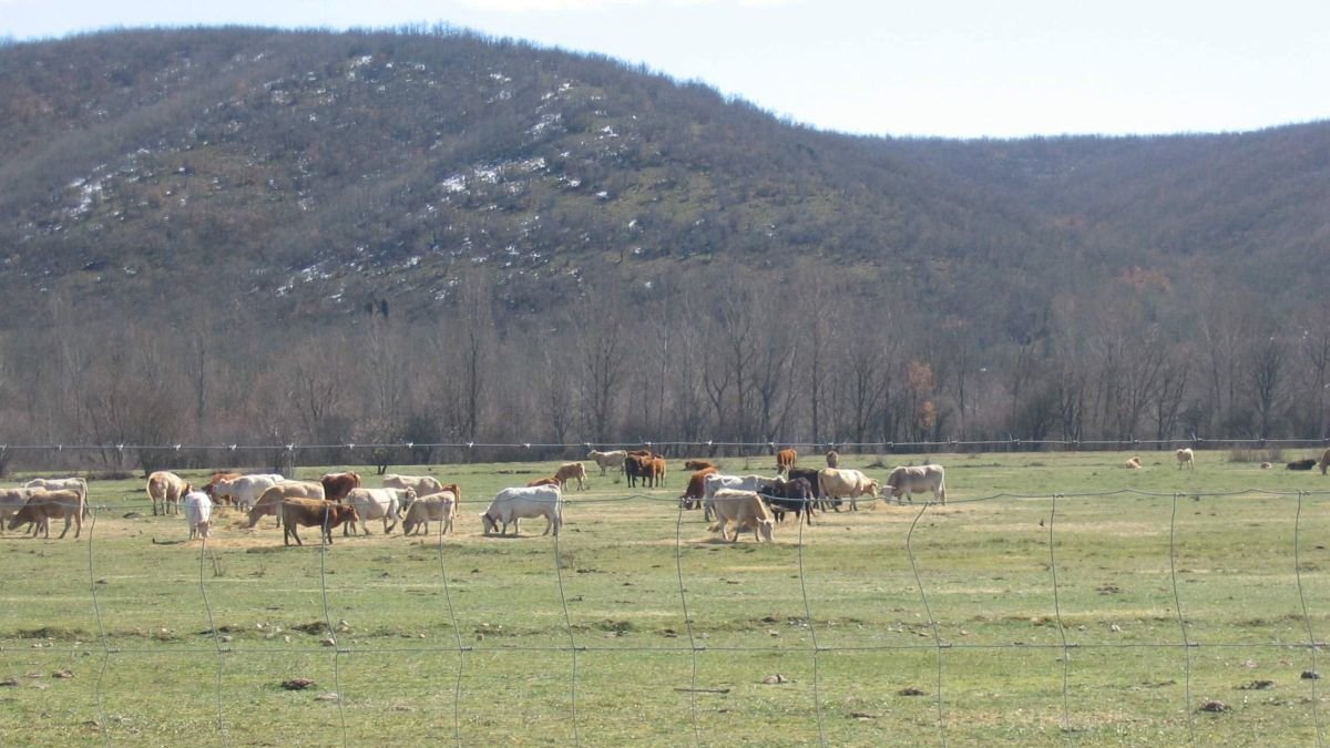 Un rebaño de vacas en un pastizal de la provincia.