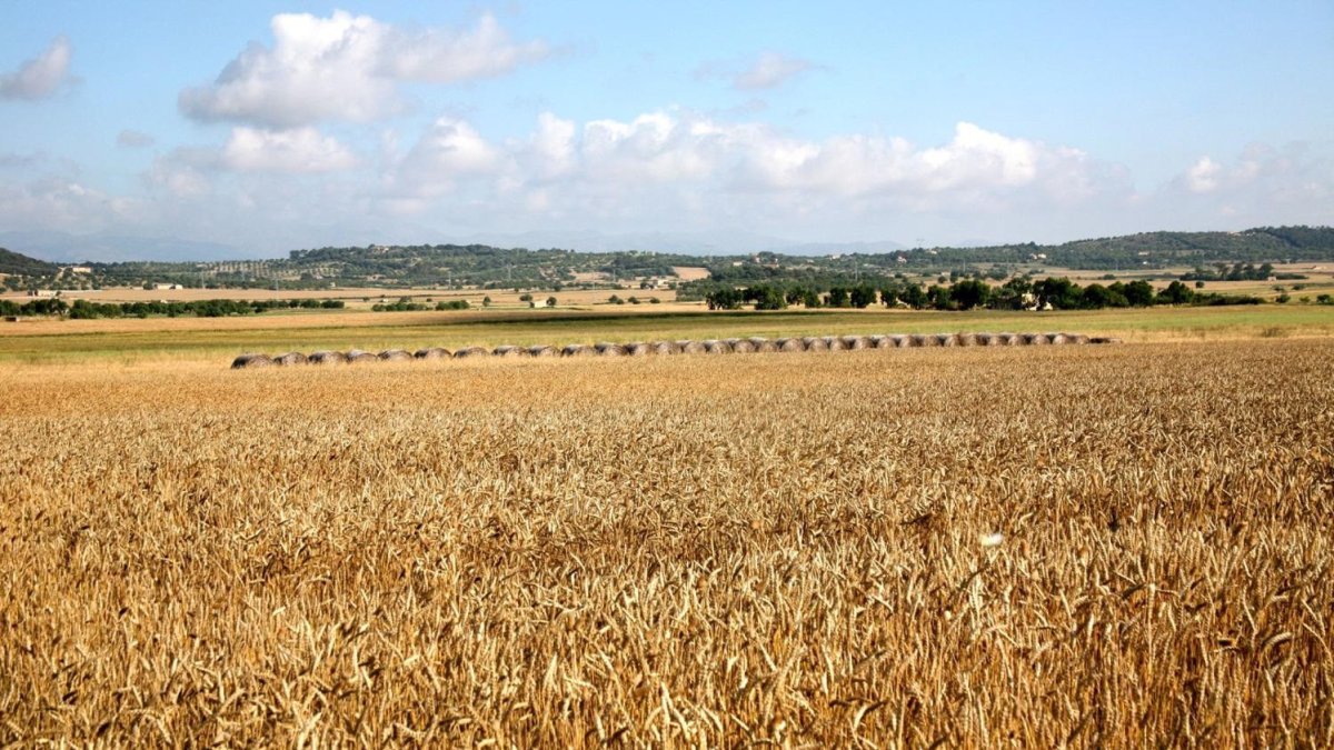 Campo agricultor.