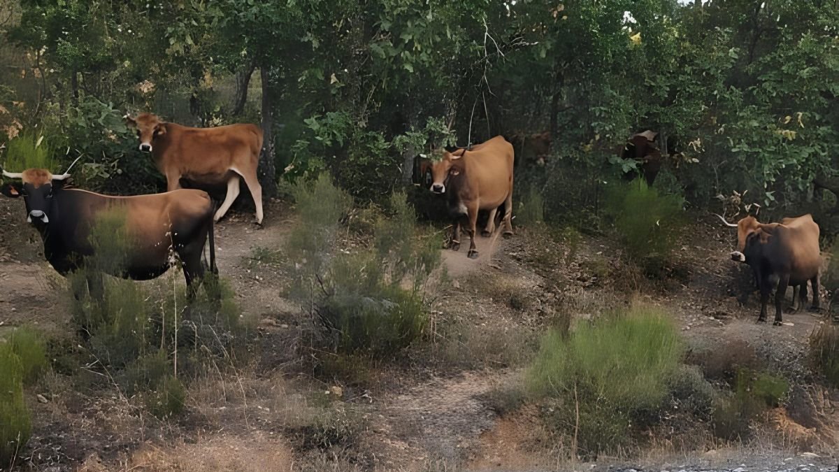 Vacas sueltas en Riofrío, localidad perteneciente al municipio de Quintana del Castillo.