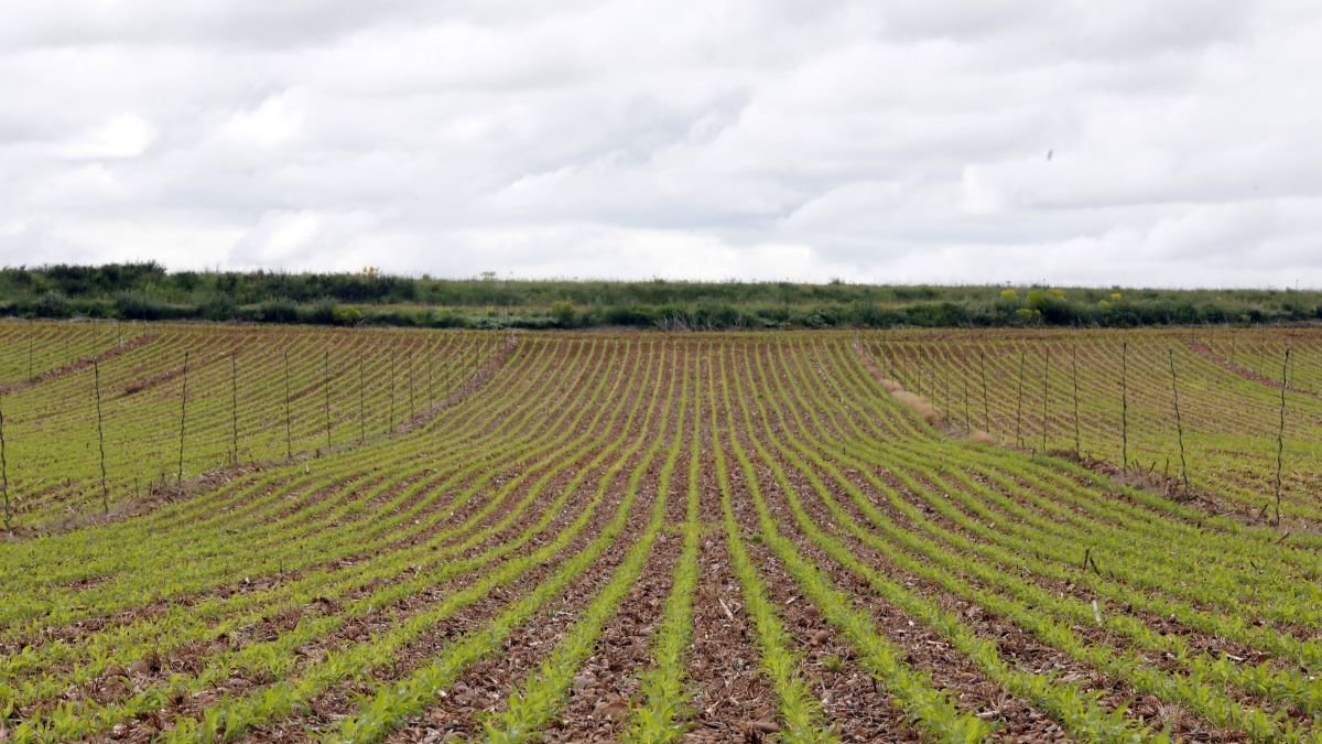 Campo de maíz en la provincia de León.