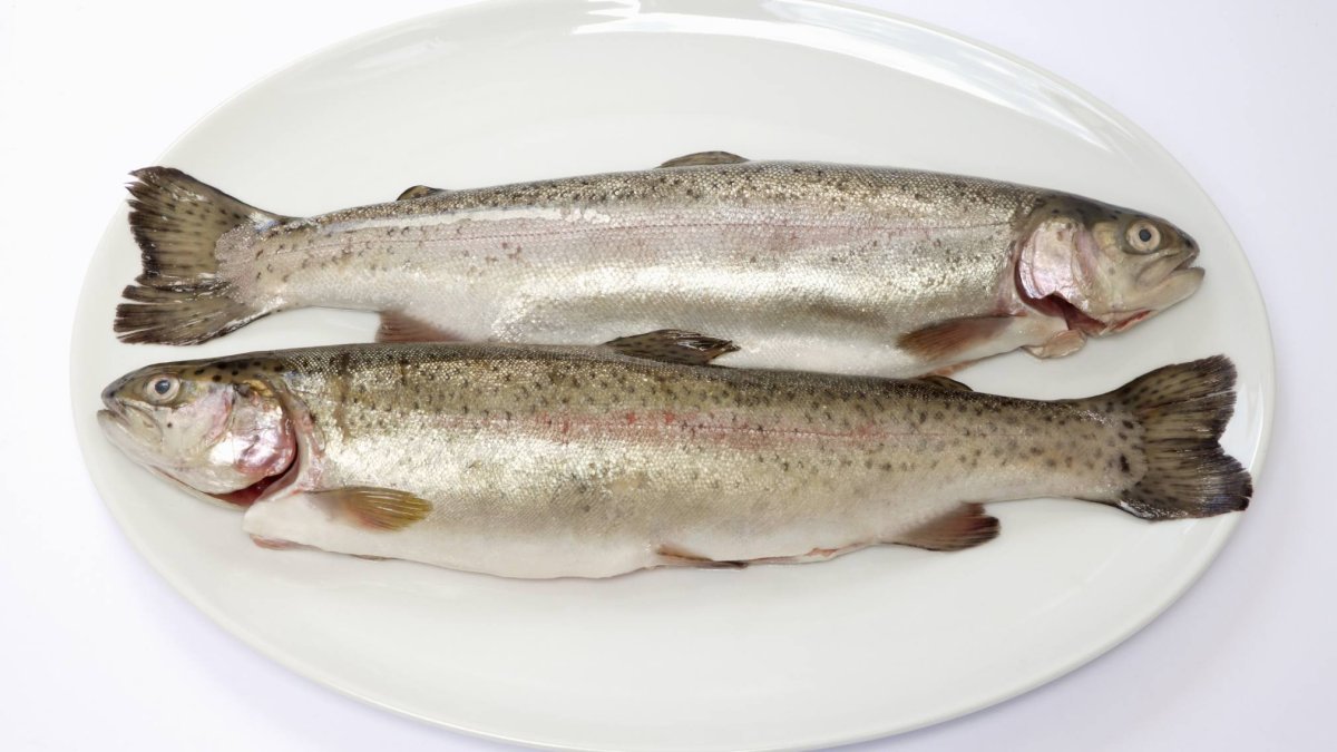 Truchas frescas, base del escabeche leonés: un plato de tradición que se puede conservar durante meses con la técnica adecuada.