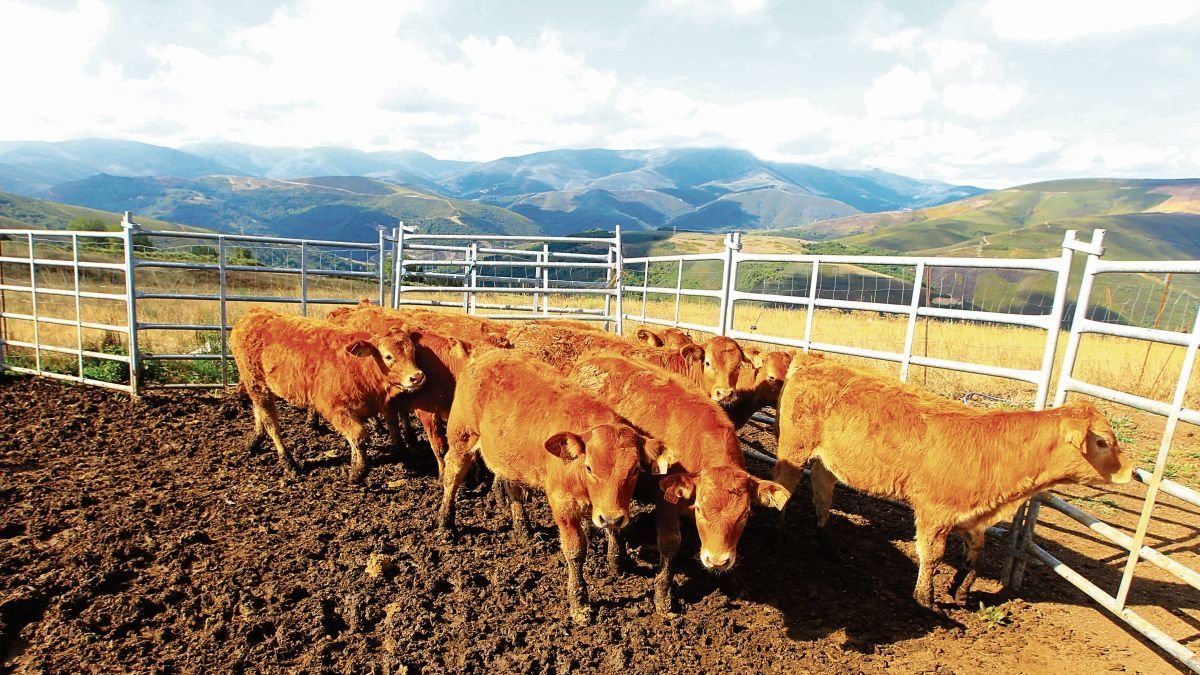 Terneros de ganaderos adscritos a Ternabi en un pueblo de alta montaña en el municipio de Balboa.
