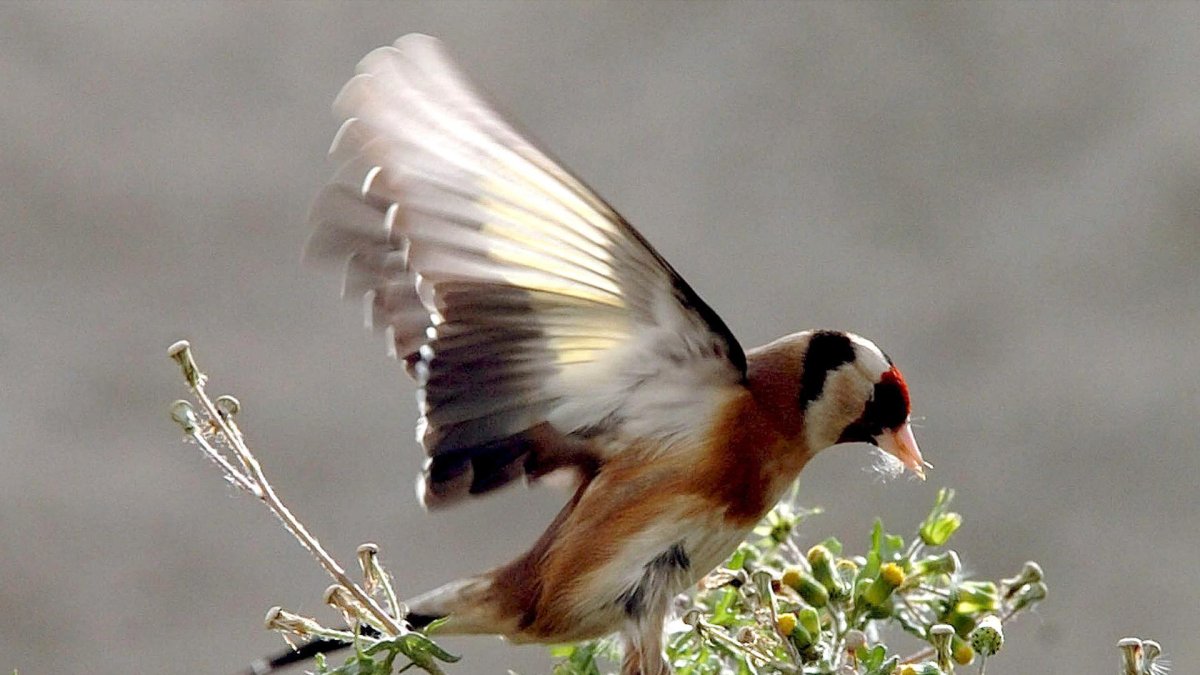 Imagen de archivo de un jilguero europeo. EFE/GIOTA KORBAKI.