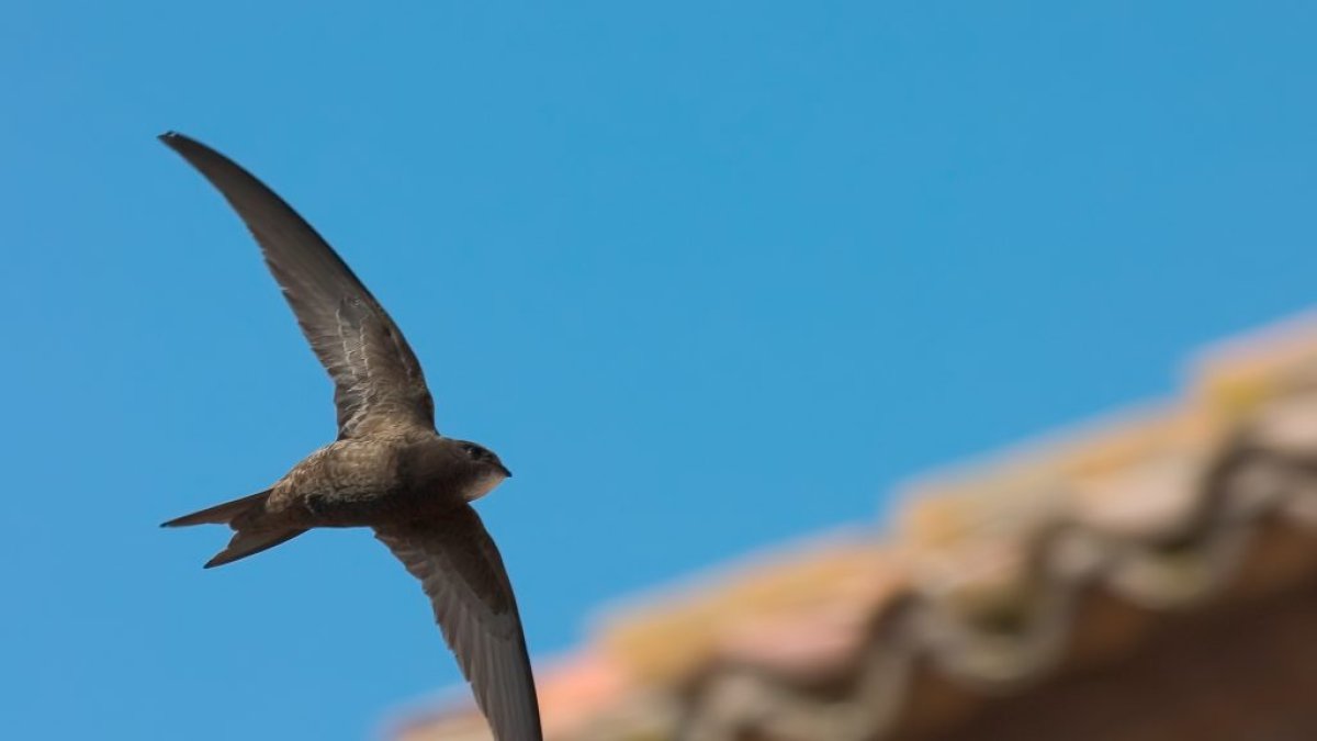 Vencejo, Ave del Año por SEO/BirdLife en España en 2021.