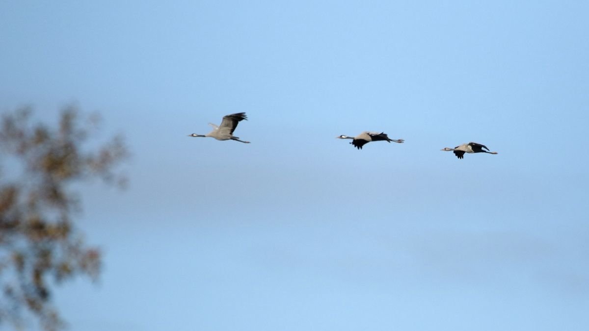 Grullas a1en el Parque Nacional de Las Tablas de Daimiel.