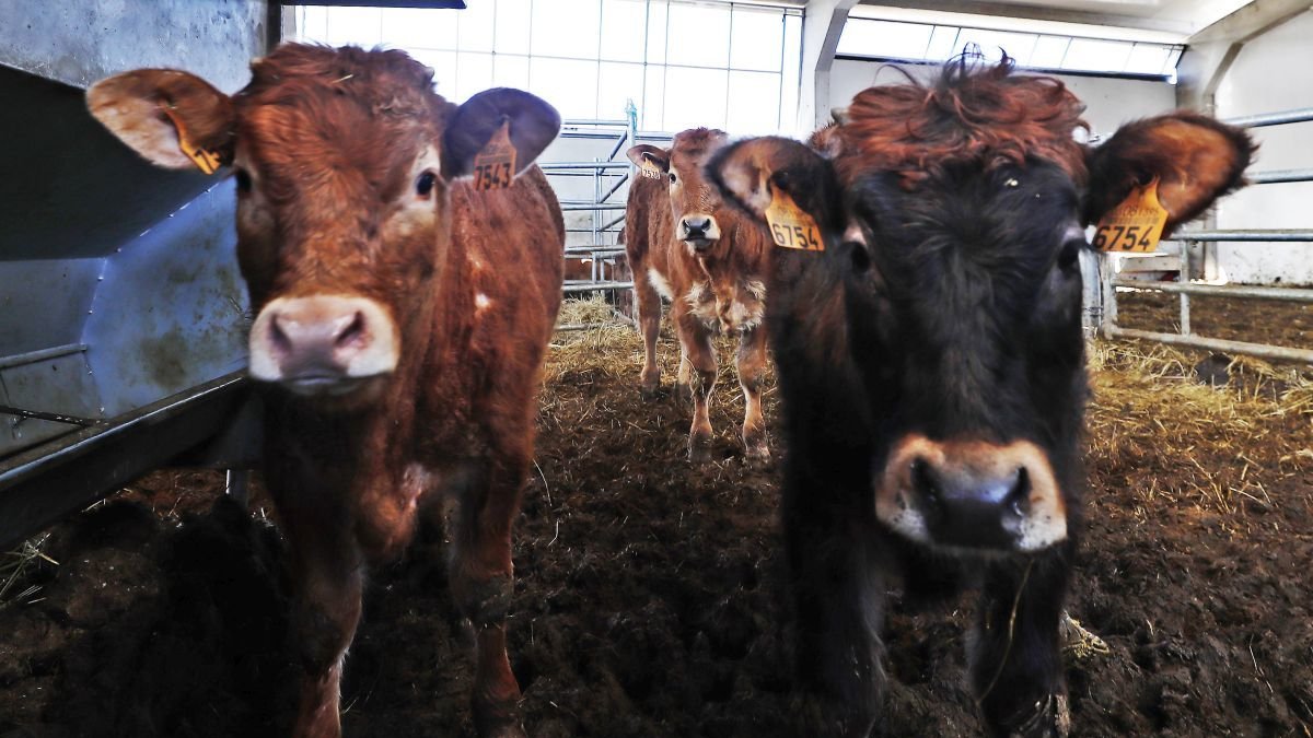 Vacas en una explotación ganadera de Gradefes.