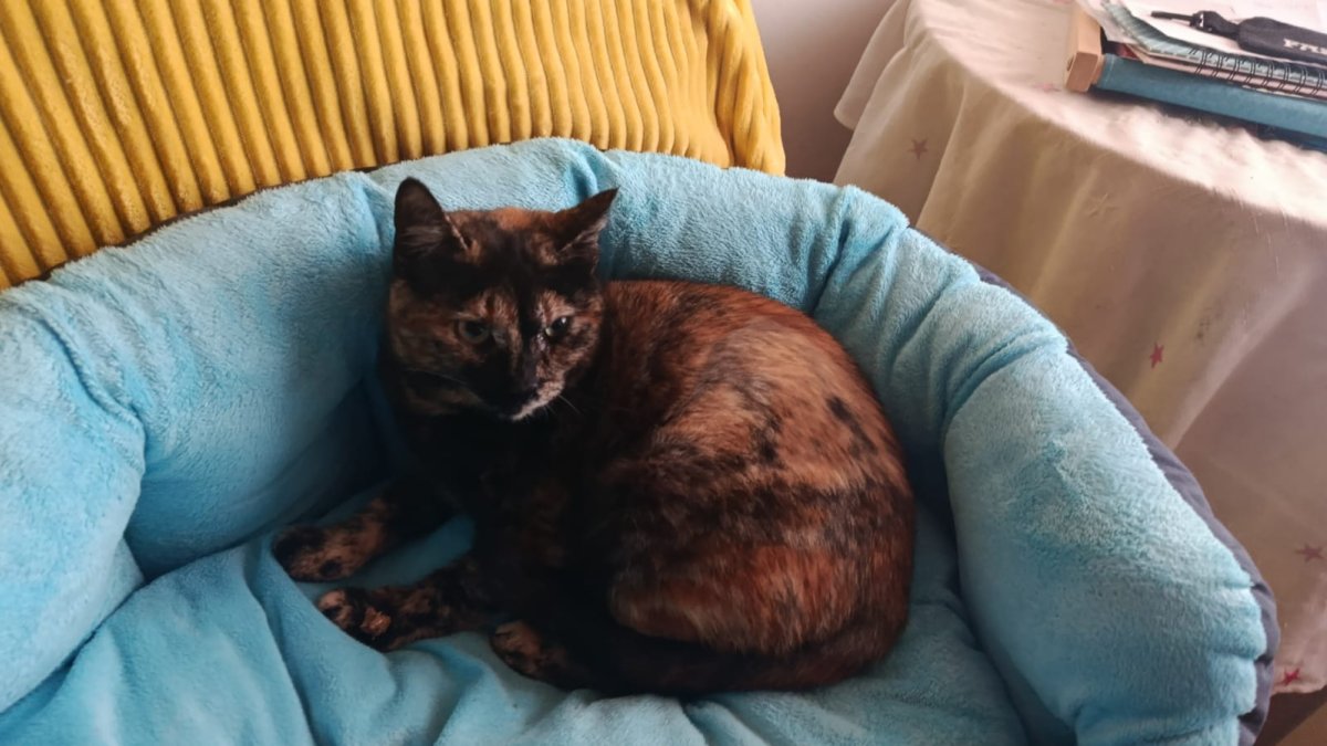 Tesoro, la gata carey que quiere romper la leyenda negra.