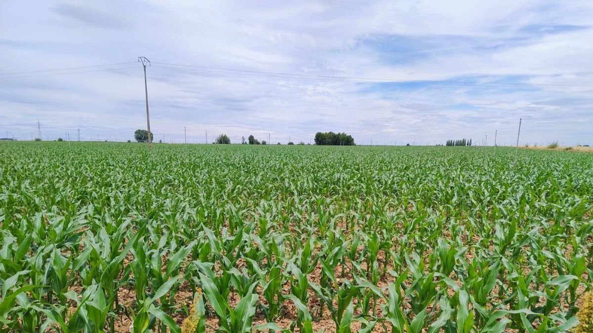 Campo de maíz en León, en una imagen de archivo.
