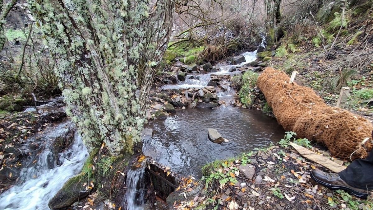 Trabajos de contención en un arroyo para evitar más arrastres de ceniza.