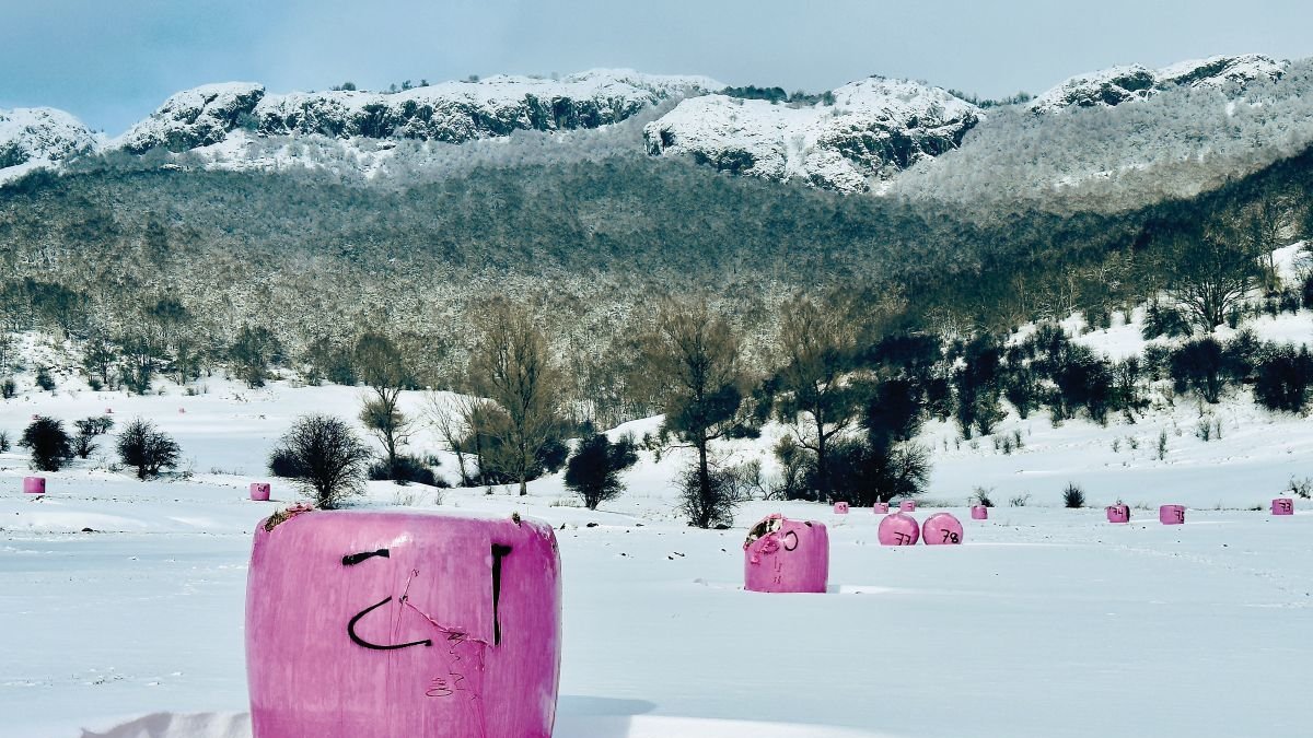 Alpacas en la nieve.