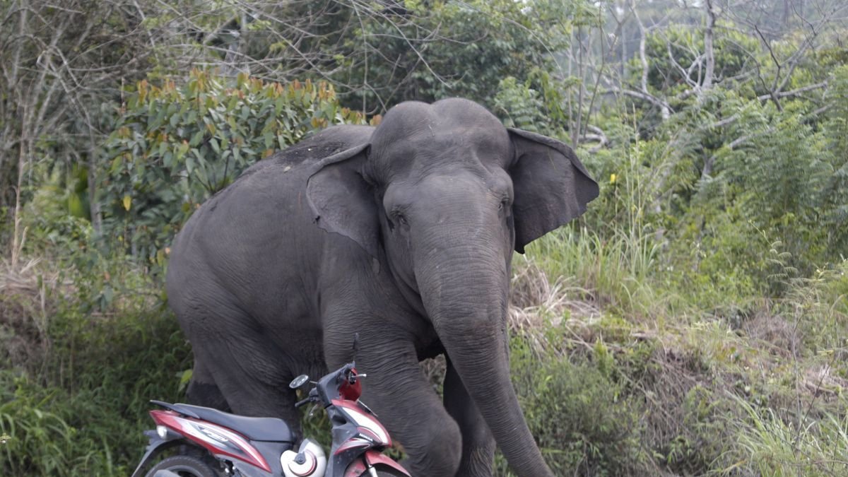 Un elefante salvaje entra en un área habitada por humanos en Indonesia, en una foto de archivo.