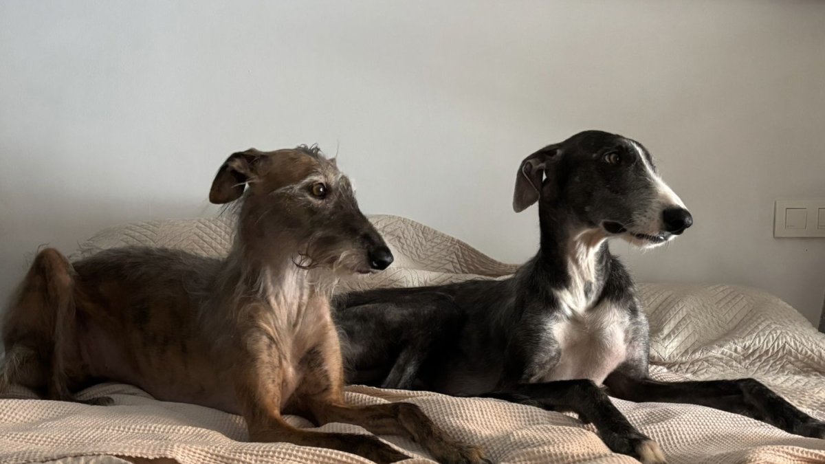 India y Bosco miran cómo cae la nieve ayer, en León.