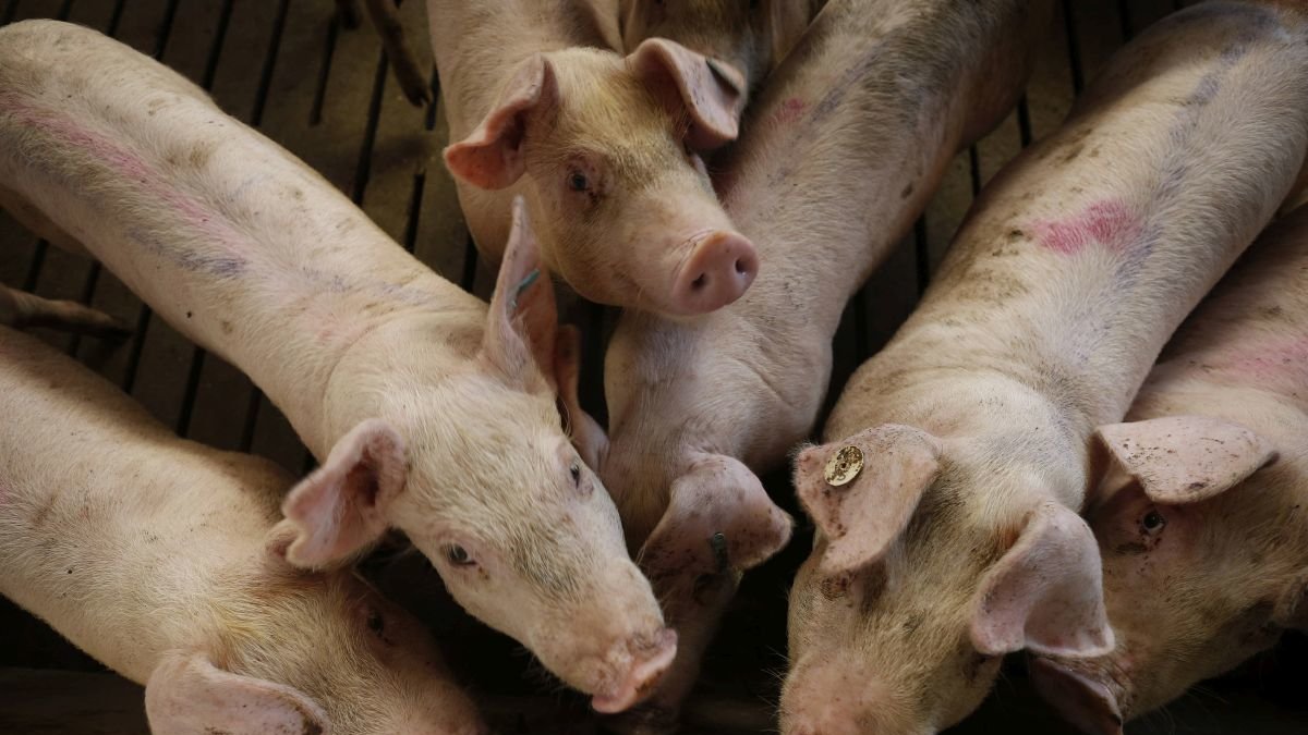 Varios cerdos en una granja procina.
