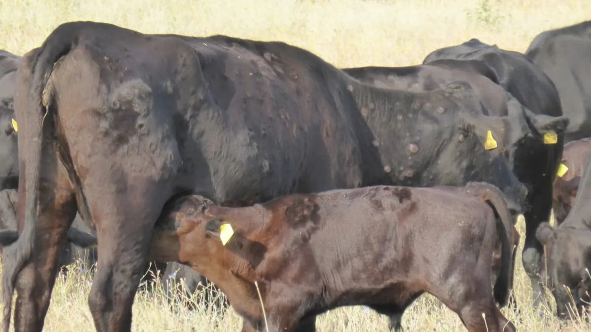 Ganado vacuno con sintomatología (nódulos) de dermatosis nodular contagiosa.