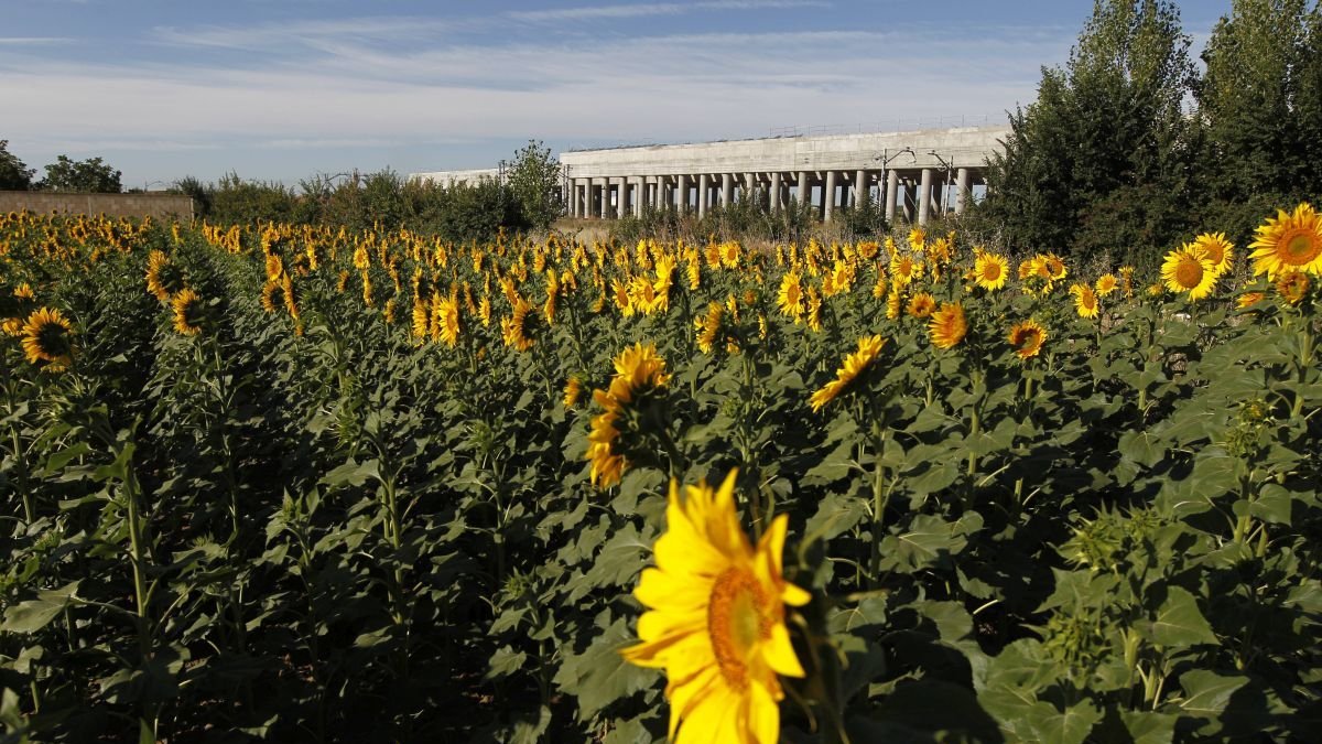 La superficie de cultivo de girasol ha experimentado un ascenso en los últimos años.