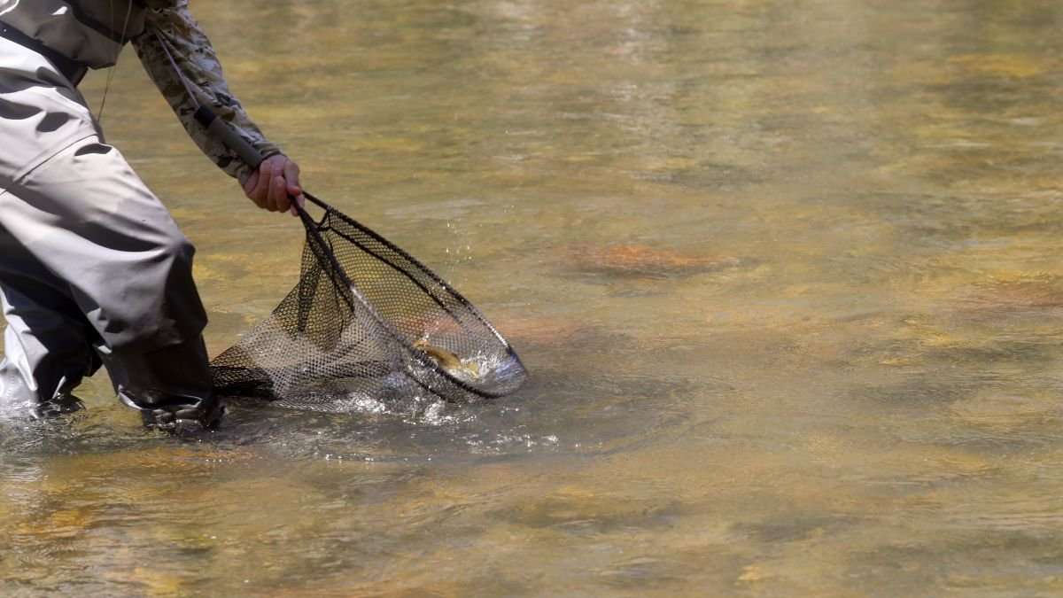 La temporada de pesca afronta su cuenta atrás con previsiones bastante positivas.