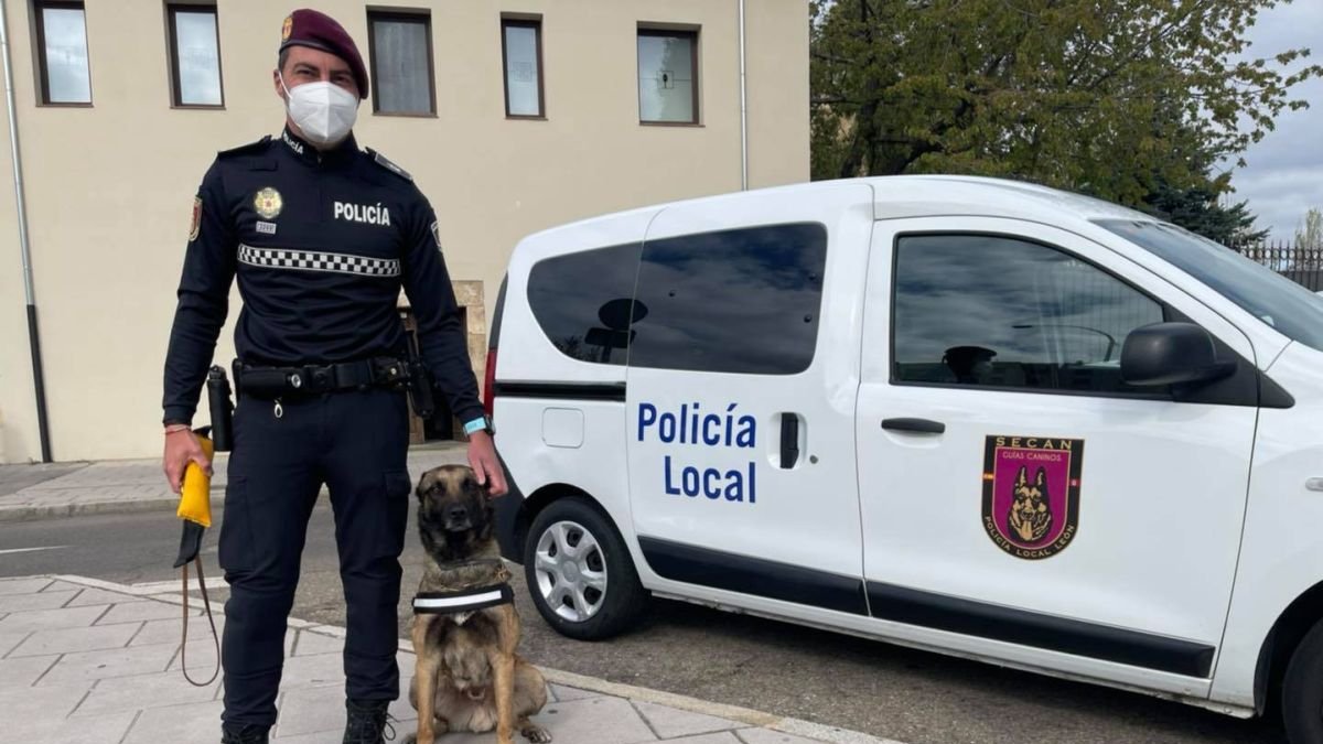 El cuidado del perro de la Policía Local de León necesita medidas específicas.