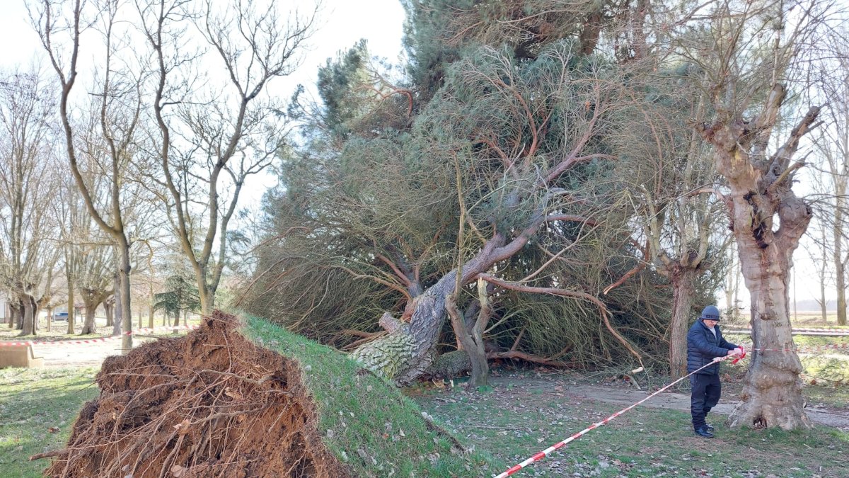 El viento tiró un árbol este sábado en Sahagún