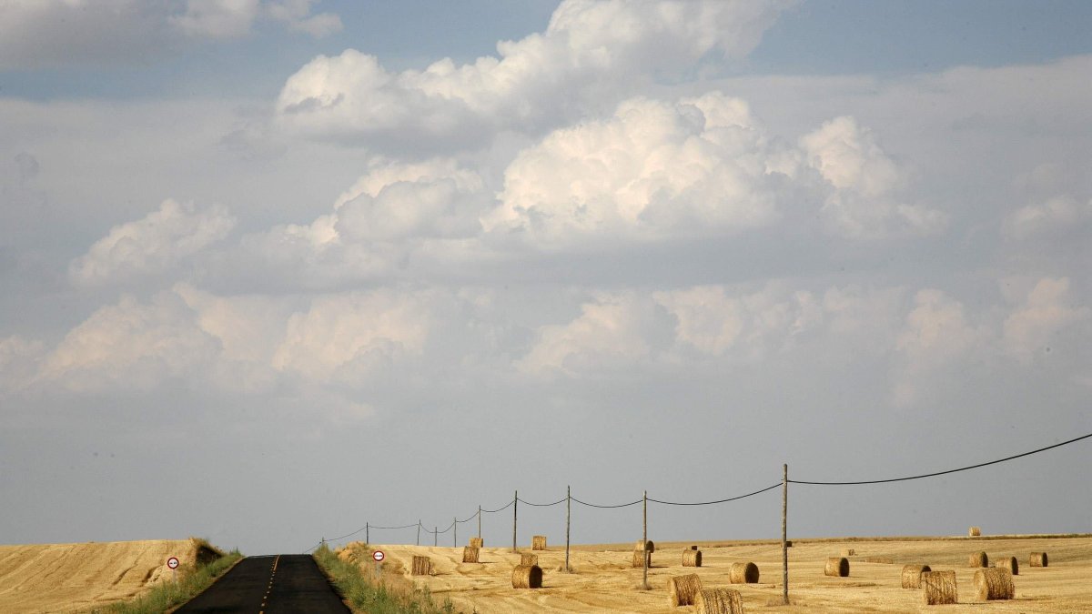 Campo de trigo en Tierra de Campos.